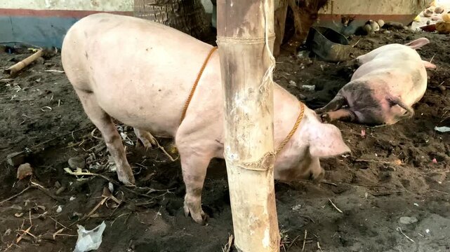 Young pink pig, organic animal husbandry, lives in bamboo enclosure, feeds on natural products, Asia, Philippines