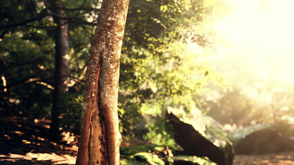 Obraz premium Morning sunlight filters gently through the leaves of ancient trees, creating a magical scene in a peaceful forest. Soft shadows dance on the ground, evoking a sense of calm and wonder.