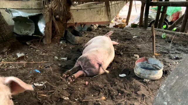 Young pink pig, organic animal husbandry, lives in bamboo enclosure, feeds on natural products, Asia, Philippines