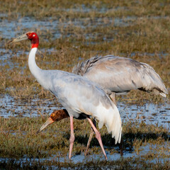 Adult female Sarus Crane (Antigone antigone) walking beside her juvenile chick in wetland grass, depicting parental care behavior in Bharatpur, India.
