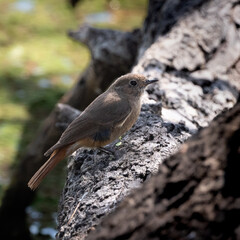 Female Black Redstart (Phoenicurus ochruros) perched on a wire, displaying brown-grey plumage with an orange tail, captured in soft light in Bharatpur, India.
