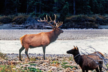 Elk bull with a female elk at a river