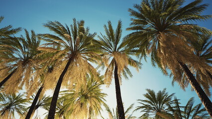 Tall palm trees stretch towards a clear blue sky, their fronds rustling softly in a warm breeze. The sunlight bathes the scene in golden hues, creating a serene and inviting atmosphere.