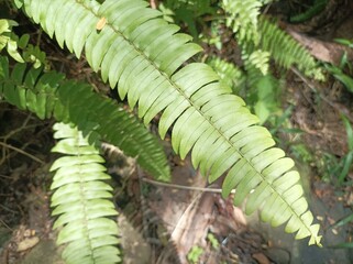 Green Fern Leaf in Tropical Nature