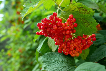 red viburnum 
