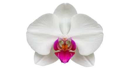 Fotobehang Orchidee Elegant white orchid flower isolated on transparent background, delicate blossom with pink and orange details for botanical design  © Evans