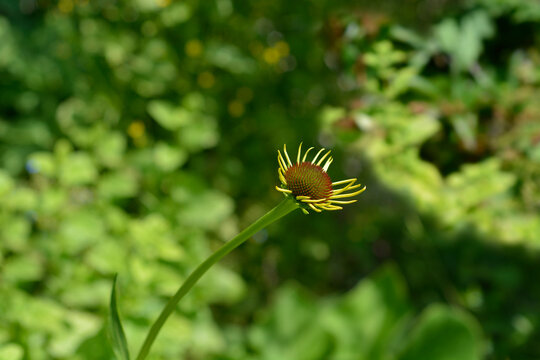 Yellow coneflower flower buds - Latin name - Echinacea paradoxa