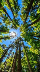 Sunlight piercing a vibrant forest canopy