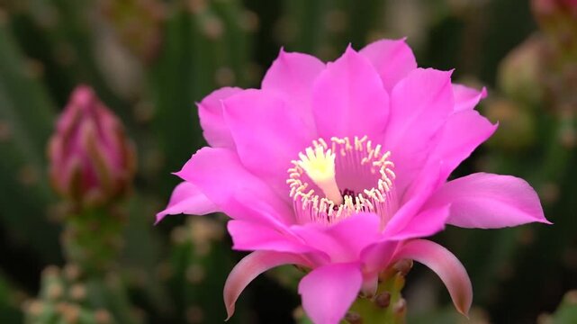 ピンク  サボテンの開花美