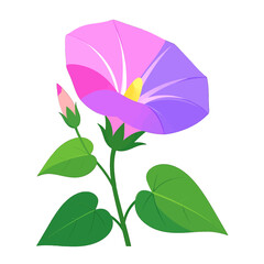 Delicate Pastel Colored Morning Glory Flower Illustration with Green Leaves on a Clean White Background for Nature Inspired Designs