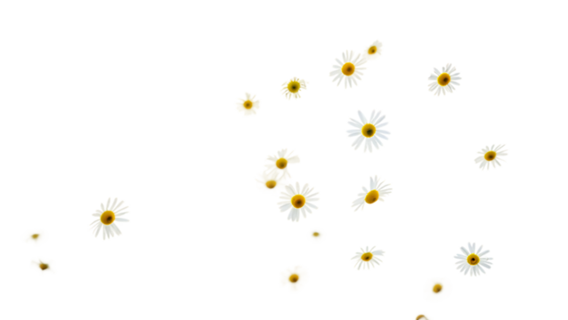 daisies flower flying on png background