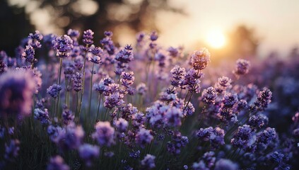 A sun-drenched field of lavender blossoms at sunset, the purple flowers softly illuminated by the warm golden light