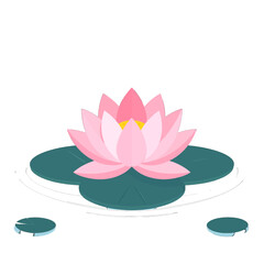 Pink Lotus Blossom with Yellow Center Resting on Green Lily Pads in Calm Waters Against a White Background