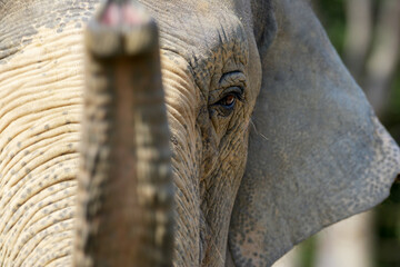elephant portrait with raised trunk elephas maximus indicus