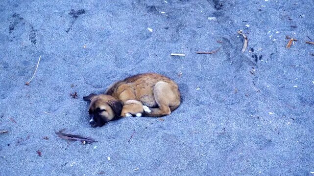 A homeless sick puppy lies on the sand, parasites and fleas run on it, a small crab crawls in the sink