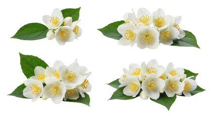 Obraz premium White Jasmine Flowers And Leaves Isolated On Black Background