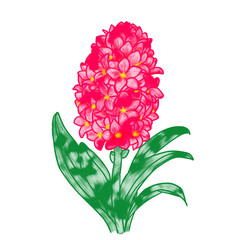 Pink Hyacinth flowers with white background 
