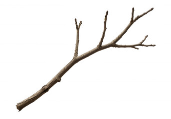 Fototapeta premium Brown woody branch with buds twig isolated on a transparent background