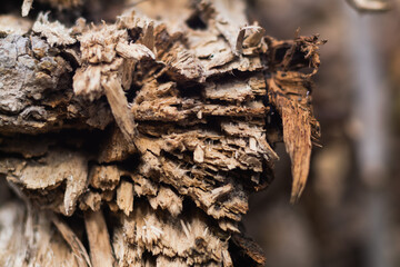 Exploring weathered wood textures in nature's habitat close-up organic environment