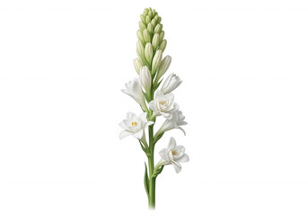 Obraz premium White Tuberose Blossom Stem flower isolated on a transparent background