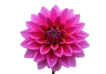 Isolated single Dahlia flower head, with deep pink and magenta petals, fresh, colorful