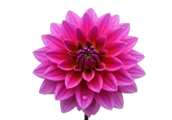 Isolated single Dahlia flower head, with deep pink and magenta petals, fresh, colorful
