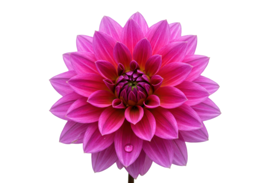 Isolated single Dahlia flower head, with deep pink and magenta petals, fresh, colorful