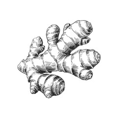 Vintage Ginger Root Engraving Illustration