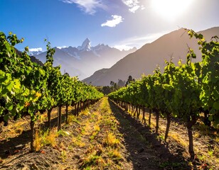 Naklejka premium Vineyards bask in sunlight with a majestic mountain range in the background