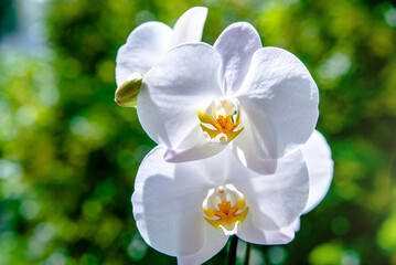 Obraz premium Branch of a white orchid on a green natural background 