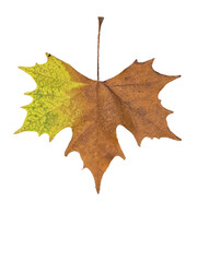 A high-resolution and cleanly isolated close-up photograph of a single dry Plane Tree (Sycamore) leaf. The leaf displays beautiful, rich golden yellow and ochre tones, characteristic of the peak of th