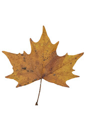 A high-resolution and cleanly isolated close-up photograph of a single dry Plane Tree (Sycamore) leaf. The leaf displays beautiful, rich golden yellow and ochre tones, characteristic of the peak of th