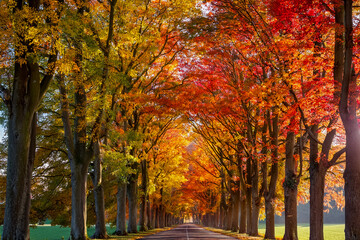 Eine Stra&szlig;e f&uuml;hrt durch eine Baumallee im Herbst mit bunt gef&auml;rbten Bl&auml;ttern