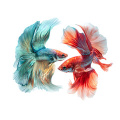 Fototapeta premium Two Betta Warriors Fight For Dominance. png