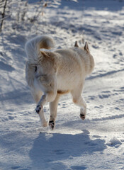 A dog is running in the snow