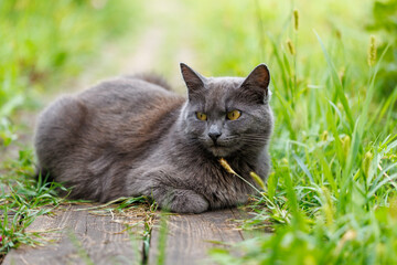 A grey cat is laying on the grass