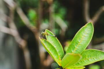 Dragonfly on Green leaves in the Garden