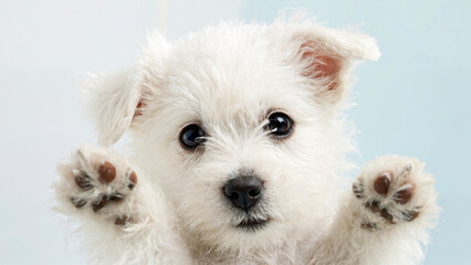 White Puppy with Paws Up