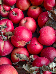 Close-Up Red Apples with Dried Leaves
