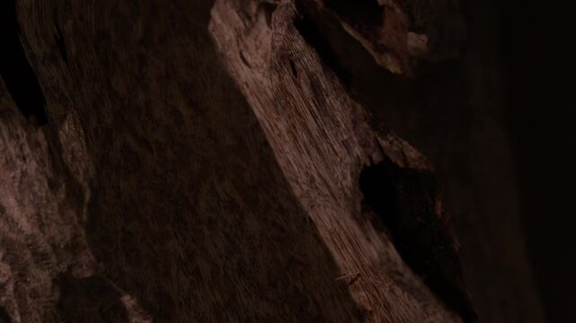 Detailed video of the agarwood surface, showing the unique wood grain. Showing the texture of high-class agarwood grain, rare agarwood