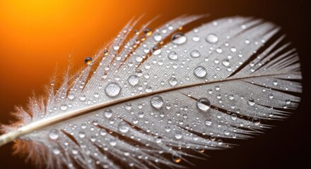 Delicate feather covered in water droplets, set against a warm backdrop