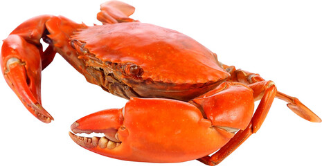 Crab Isolated On Transparent Background