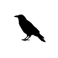 Obraz premium A captivating black crow icon, meticulously crafted as a clean vector graphic, embodying the wild spirit of nature for a powerful and versatile design element