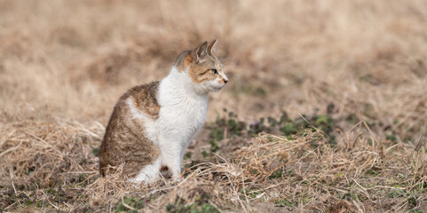 空地で座っている可愛い野良猫