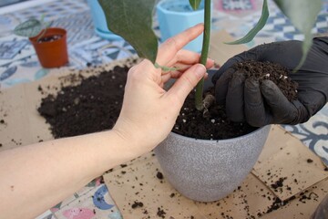 Close up of hands planting a young green plant in a pot, adding soil for indoor gardening and home decor project.