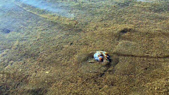 A small round crab burrows into the sand at the sight of danger, so that it would not be eaten