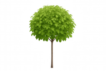 Lush green round leaf tree against a transparent background, depicting growth and nature concepts