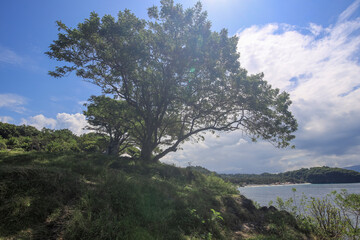 Obraz premium Tree is in the foreground of a lush green hillside