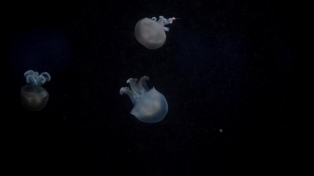 Three upside-down jellyfish glide gracefully in darkness, their translucent forms glowing softly as they drift in slow motion, evoking quiet beauty in the deep.