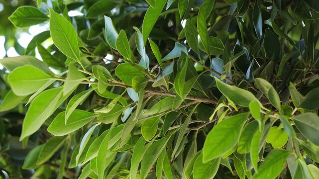 Bay laurel plant or Laurus nobilis shrub close up footage. High quality 4k footage